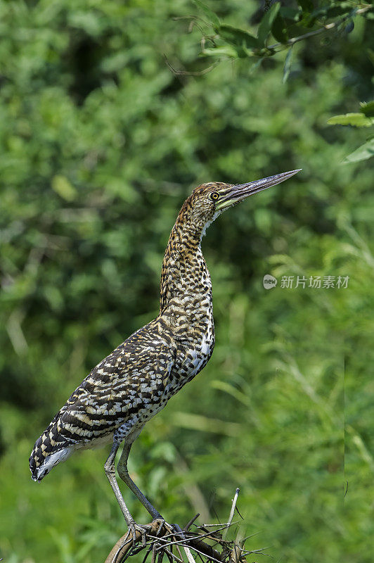 红虎鹭(Tigrisoma lineatum)是鹭科苍鹭的一种，发现于潘塔纳尔，巴西。不成熟的少年。